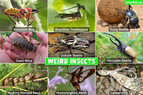 scary insects|bugs pictures and names.